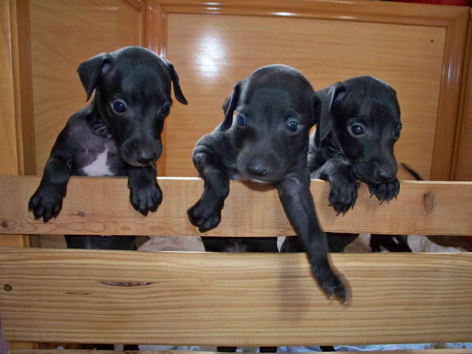 Apresaron a un ladrón de perros en Villa Club