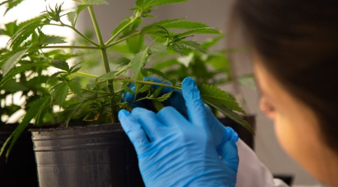 Las investigaciones sobre el cannabis en la UNAHUR