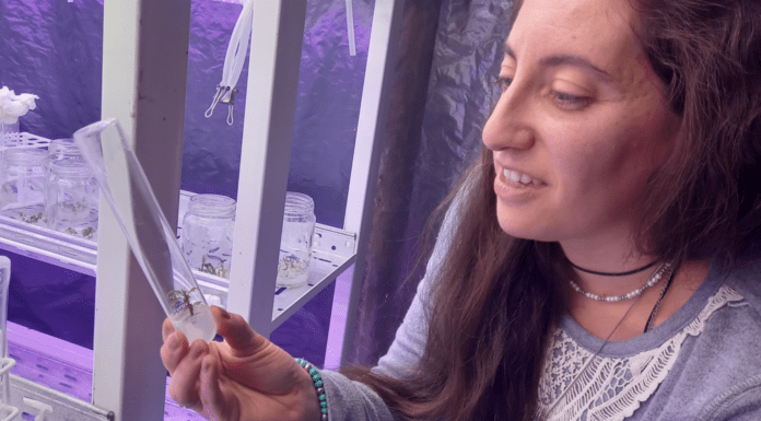 En la UNAHUR trabajan en una nueva variedad de cannabis