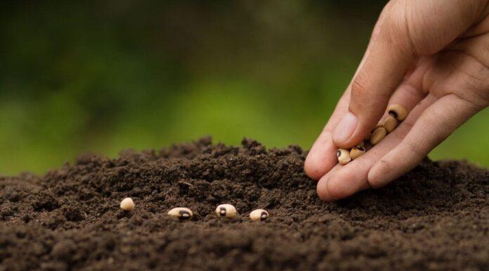 Entidades y cámaras de la agroindustria celebran la intención oficial de adherir a la Convenio Internacional para la Protección de las Obtenciones Vegetales