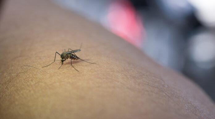 Dengue: Nutrición para fortalecer las defensas