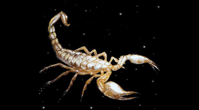 «La lógica del escorpión»: Análisis vanguardista del contexto político actual